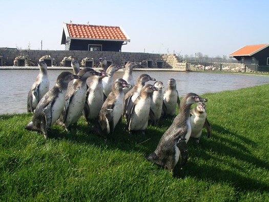 De pinguïns verheugen zich op uw komst. Foto: Dorpskrant De Uijtkijk