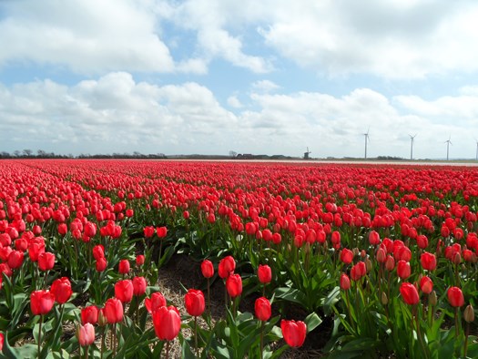 Tulpenveld in de Belkmerweg. Foto: Dorpskrant de Uijtkijk