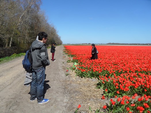 Chinese studenten uit Delft tussen de tulpen. Foto:Dorpskrant de Uijtkijk