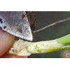 Hoge druk uienvlieg en uienmineervlieg: schade en wegval planten