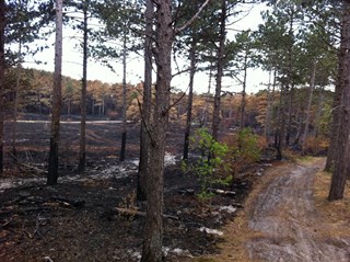 Parcours van Schoorl met links een verbrand bos