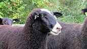 Een van de schapen van Marit Bos. Foto: Dorpskrant De Uijtkijk