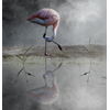 Bestelnr: 0054-Flamingo. Blanckendaell. Tuitjenhorn